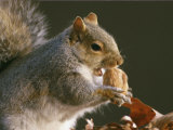 An Eastern Gray Squirrel Eats a Walnut