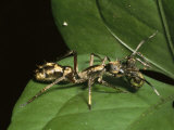 An Ant-Mimicing Spider with an Insect in its Jaws