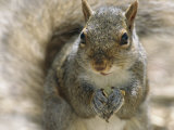 A Gray Squirrel Holds a Seed it is Feeding on in its Front Paws