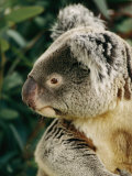 A Captive Northern Koala Bear in its Rainforest Habitat