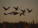 Canada Geese Fly in a Group Through a Goose Sanctuary