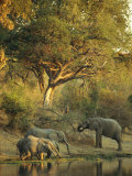 Buy African Elephants at a Water Hole at AllPosters.com