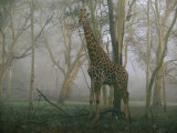 A Giraffe Stands in the Early Morning Mist
