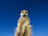 Insect Remains Hang on the Lips of a Meerkat