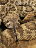 Mojave Rattlesnake