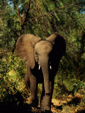 Buy African Elephant in a Forest Setting at AllPosters.com