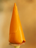 A Close View of the Tight Flower Bud of a California Poppy