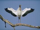 A Wood Stork Spreads its Wings
