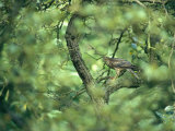 A Sparrowhawk Perches in a Tree, Accipiter Nisus