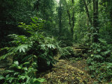Lush Woodland View in Papua New Guinea