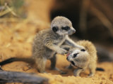 A Pair of Four-Week-Old Meerkat Pups Romp Near Their Burrow