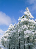 Buy Snow-Covered Trees, Coconino National Forest, Arizona at AllPosters.com