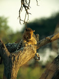 Leopard Resting in a Tree