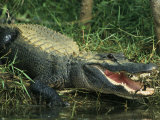 Buy American Alligator on Floridas Gulf Coast at AllPosters.com