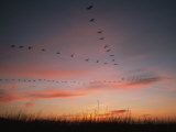 Flock of Common Cranes Flying at Sunset