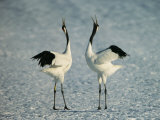 A Pair of Japanese or Red Crowned Cranes Engage in a Courtship Dance
