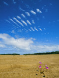 Buy A View of Wildflowers in a Field Outside of Carnarvon, Near the Gascoyne River at AllPosters.com