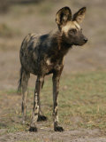 Buy An African Wild Dog in Chobe National Park at AllPosters.com