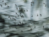 Swifts Fly Out of the Cave