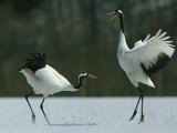 A Pair of Japanese or Red Crowned Cranes Engage in a Courtship Dance