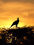 Silhouetted Secretary Bird