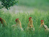 Four Buff Orpington Hens in Tall Grass
