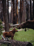 Moose with Young