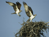 Osprey Landing in its Nest near its Partner