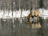 A Male Elk Takes a Drink While Standing in the Water in This Winter Scene