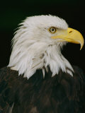Buy Close View of the Head of an American Bald Eagle at AllPosters.com