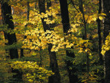 Buy A Woodland View into an Autumn-Colored Forest at AllPosters.com