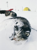 Huskies Curl up for a Nap in the Snow