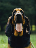 Portrait of a Bloodhound