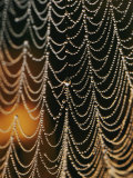 An Orb-Weaver Spider Web Covered in the Early Morning Dew