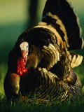 Close View of a Wild Turkey