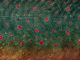 A Close View of the Skin of a Salmon in Breeding Colors