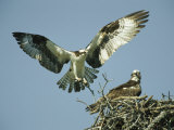 Osprey Landing in its Nest near its Partner