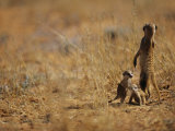 Buy An Adult Meerkat Stands Guard over Two Playful Youngsters at AllPosters.com