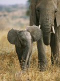 An African Elephant Walks with it Young