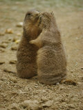 National Zoo Prairie Dogs Show Affection by Kissing
