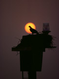 Silhouetted Osprey on its Nest