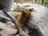 A Yawning Cat Wakes from a Nap in a Humans Bed Photographic Print