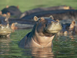 Hippopotamuses Disport Themselves in a Waterway