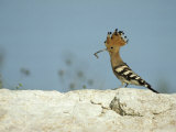 A Hoopoe Carries an Insect in its Mouth