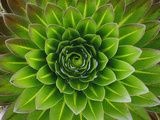A Giant Lobelia Plant Fotografie-Druck