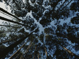 Buy View Looking up at the Tops of Loblolly Pine Trees at AllPosters.com