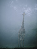 A Giraffe Stands in the Early Morning Mist