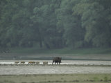 Wild Boar and her Piglets Running along a River Bank