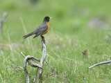 American Robin on Dead Wood, Yellowstone National Park