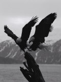 Two Bald Eagles Fight Each Other for Food
